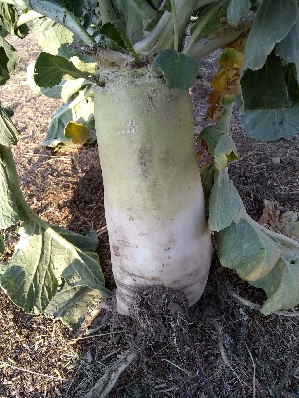 41268472_2191616614428600_1303425237492170752_n