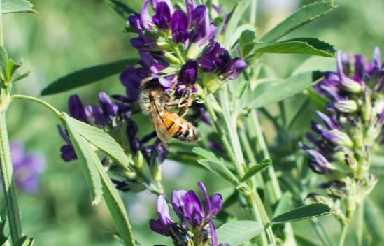 bee alfalfa