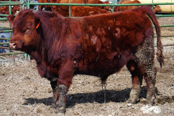 Rusty as a yearling. Never fed any grains at all!