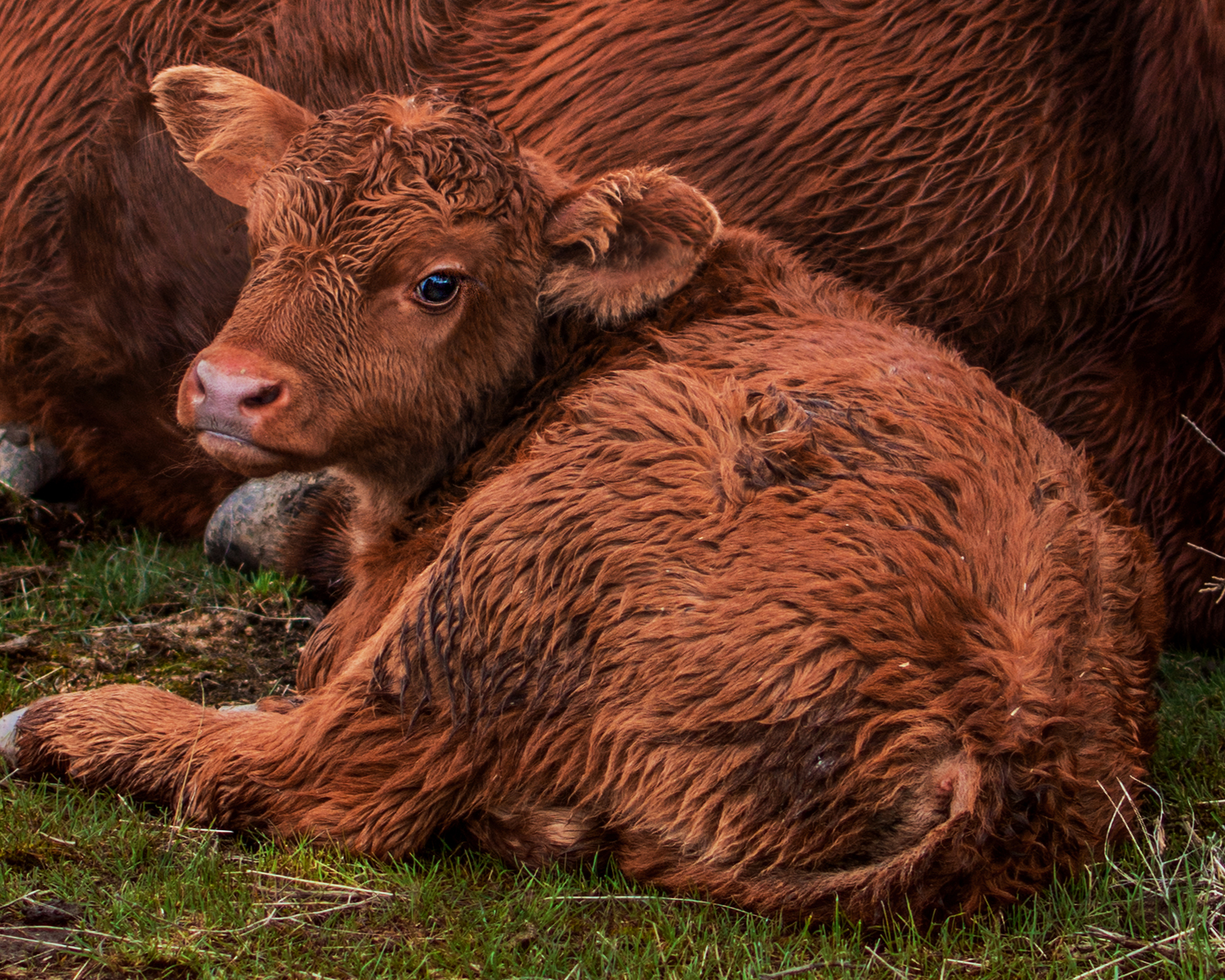 Absolutely amazing detail.