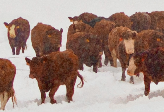 Very nice detail for a large scenery artwork.